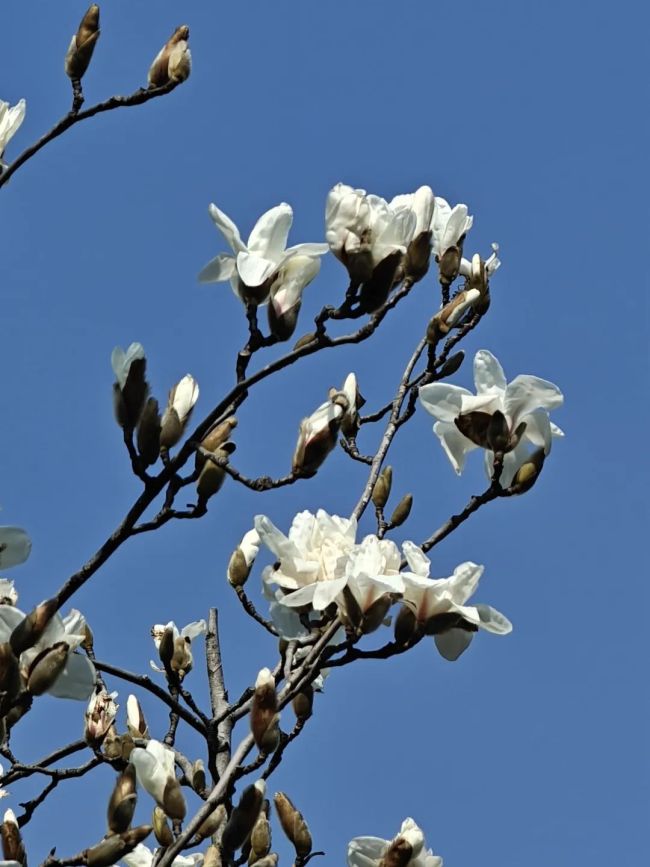 玉兰花绽放承包春日浪漫 上海植物园迎来首波花开