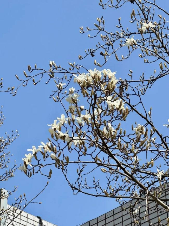 玉兰花绽放承包春日浪漫 上海植物园迎来首波花开